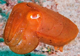 Cuttlefish